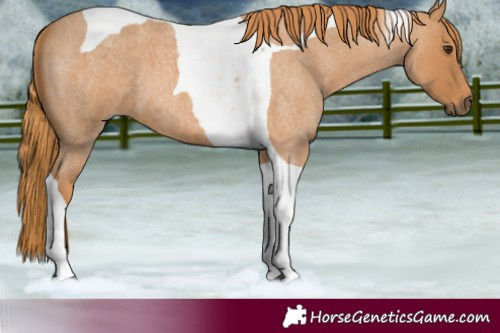 Horse Color:Red Roan Tobiano 