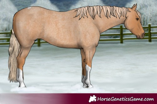 Horse Color:Red Roan Tobiano 