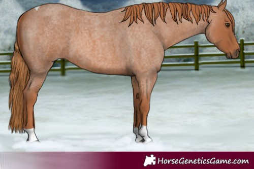Horse Color:Red Roan Tobiano