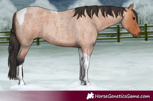 Horse Color:Bay Roan Tobiano