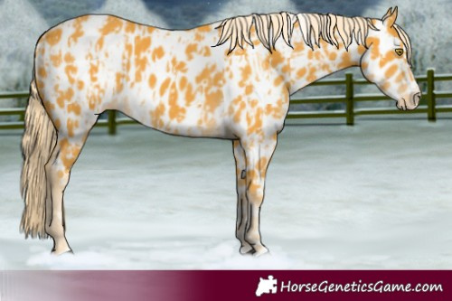 Horse Color:Palomino Appaloosa  and Palomino Splash Appaloosa 