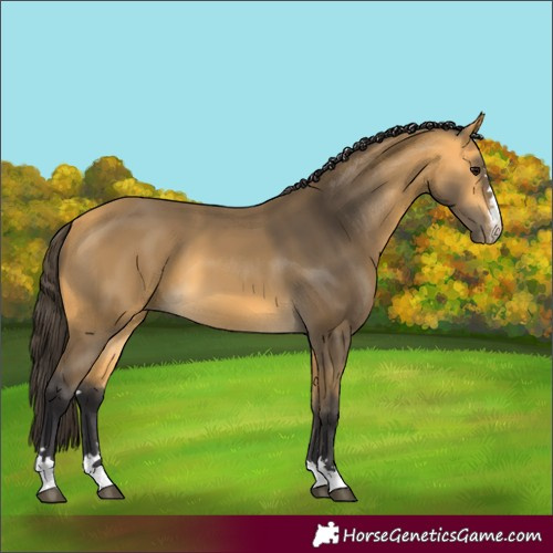 Horse Color:Buckskin