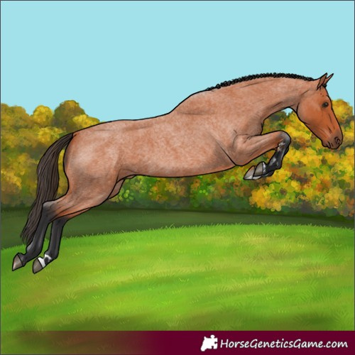 Horse Color:Bay Roan