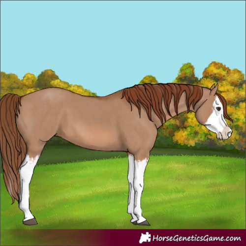 Horse Color:Red Dun Splash  and Red Dun Splash 