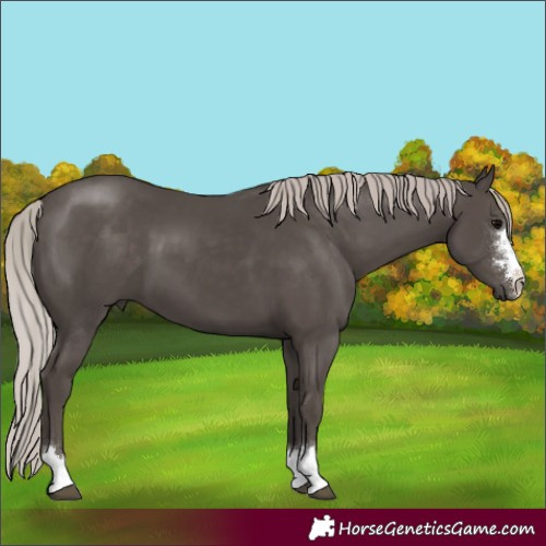 Horse Color:Silver Black