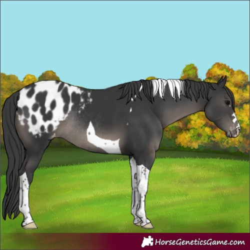 Horse Color:Black Tobiano Blanket Rabicano 