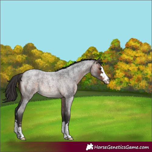 Horse Color:Brown Roan