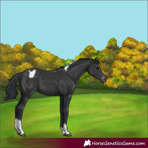 Horse Color:Black Tobiano Appaloosa Rabicano 