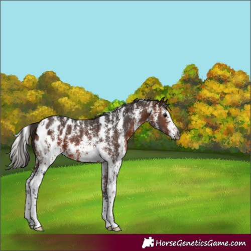 Horse Color:Gray Bay Sabino Appaloosa 