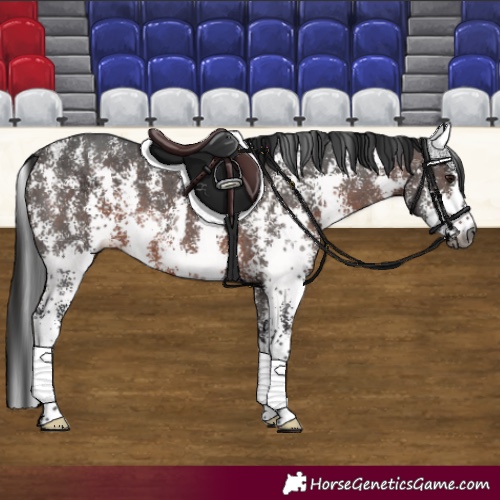 Horse Color:Gray Bay Sabino