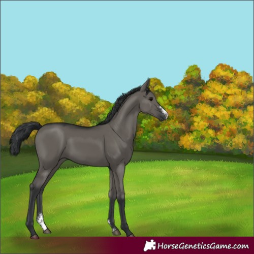 Horse Color:Grullo Sabino