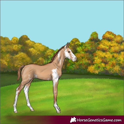Horse Color:Red Dun Sabino 