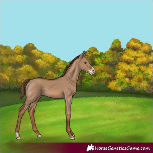 Horse Color:Red Dun Sabino 