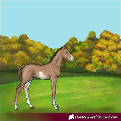 Horse Color:White Spotted Red Dun Sabino 