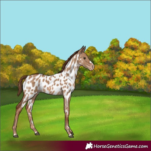 Horse Color:Red Dun Near Leopard