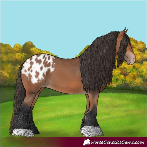 Horse Color:Bay Appaloosa