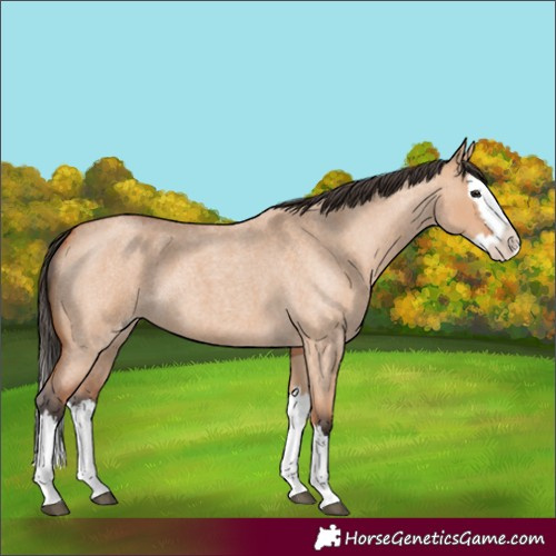 Horse Color:Bay Roan Dun Splash