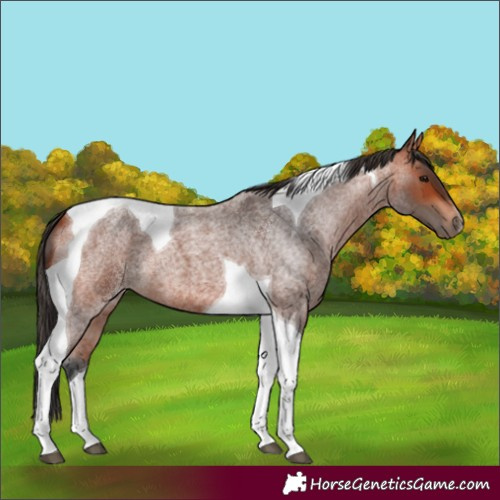 Horse Color:Bay Roan Tobiano 