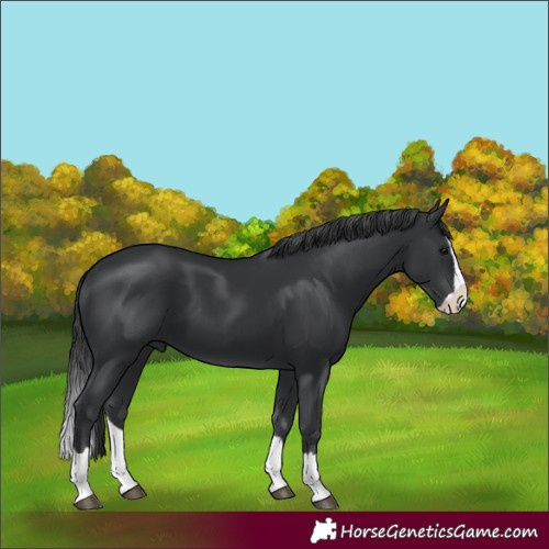 Horse Color:Black Splash 