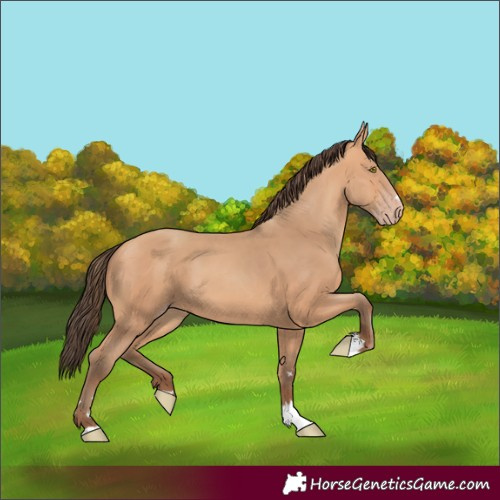 Horse Color:Amber Champagne 
