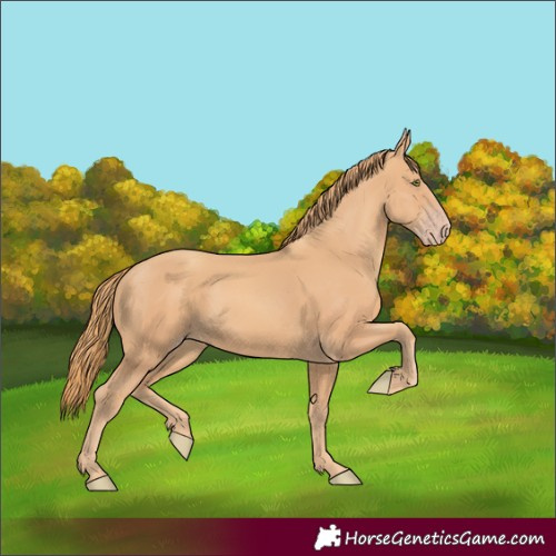 Horse Color:Gold Champagne 
