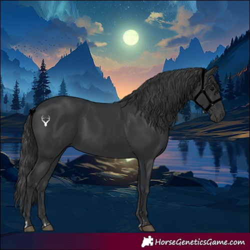 Horse Color:Black  and Black 