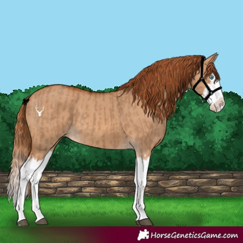 Horse Color:Red Dun Splash and Red Dun Splash