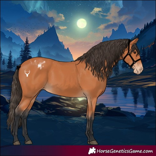 Horse Color:Bay Appaloosa