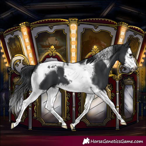 Horse Color:Black Splash Tobiano Frame 