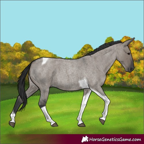 Horse Color:Grullo Roan Tobiano