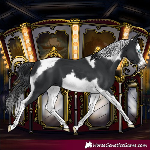 Horse Color:Black Splash Tobiano Frame