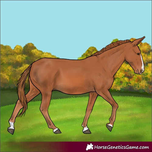 Horse Color:Chestnut Splash
