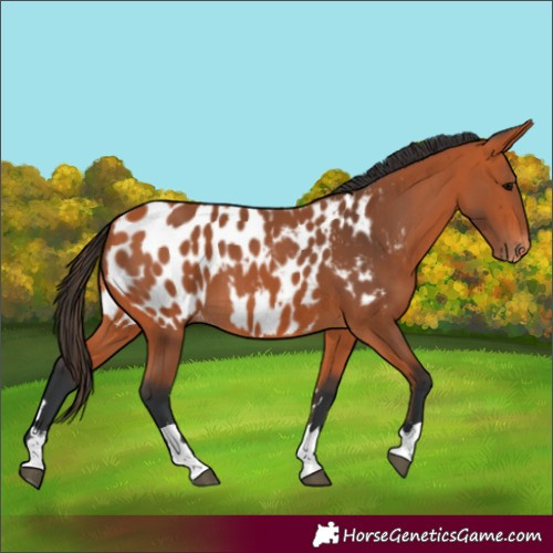 Horse Color:Bay Near Leopard 