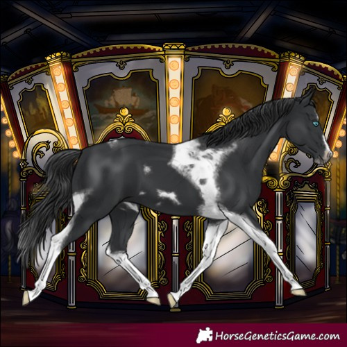 Horse Color:Black Splash Tobiano Frame 