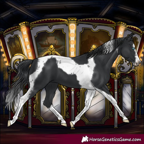 Horse Color:Black Splash Tobiano Frame 