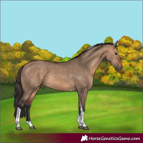 Horse Color:Bay Dun Tobiano