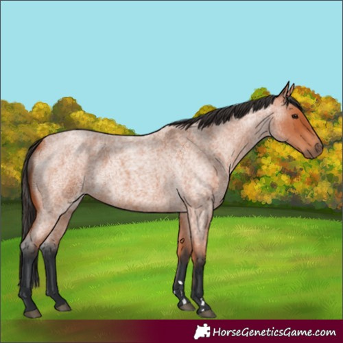 Horse Color:Bay Roan 