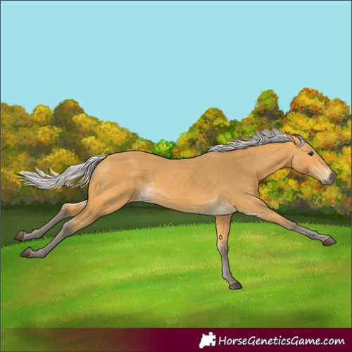 Horse Color:Silver Buckskin 