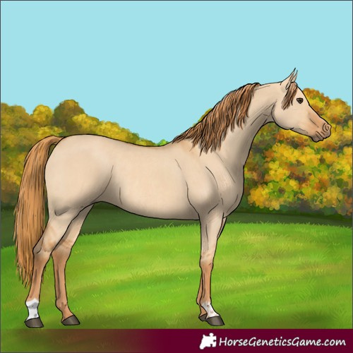 Horse Color:Red Dun  and Red Dun Rabicano 