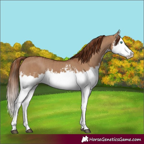 Horse Color:Red Dun Splash  and Red Dun Splash 
