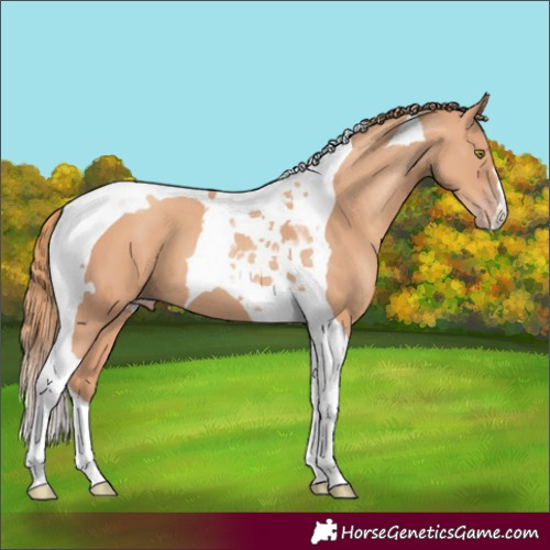Horse Color:Gold Champagne Tobiano 