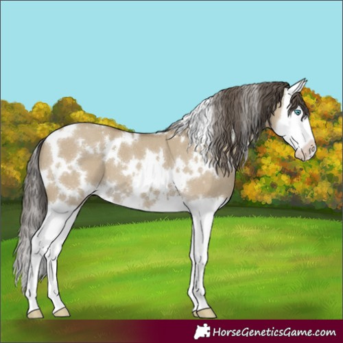 Horse Color:White Spotted Classic Cream Champagne Dun Splash
