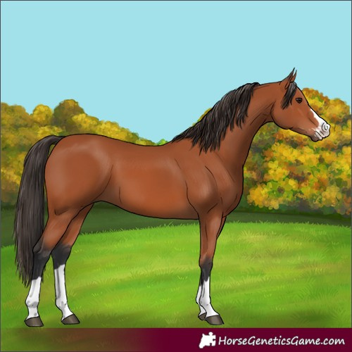 Horse Color:Bay 