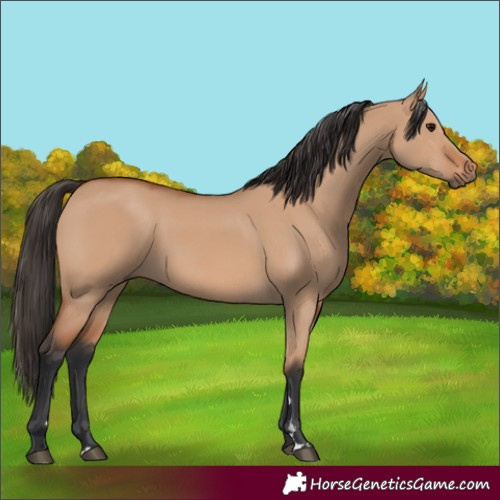 Horse Color:Bay Dun 