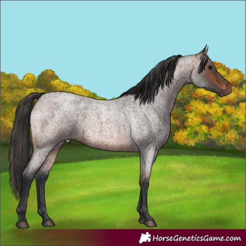 Horse Color:Brown Roan