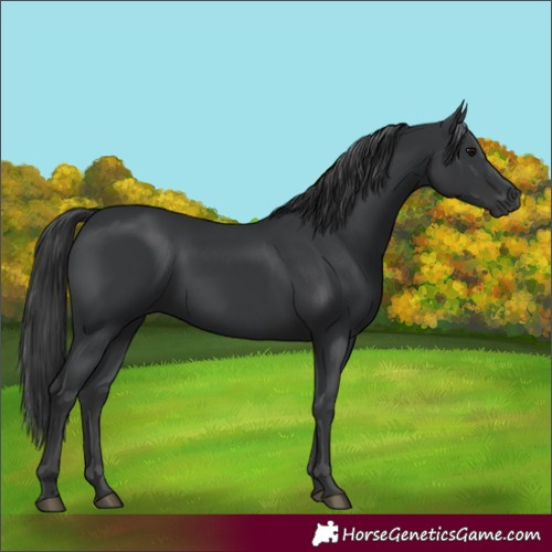 Horse Color:Black 