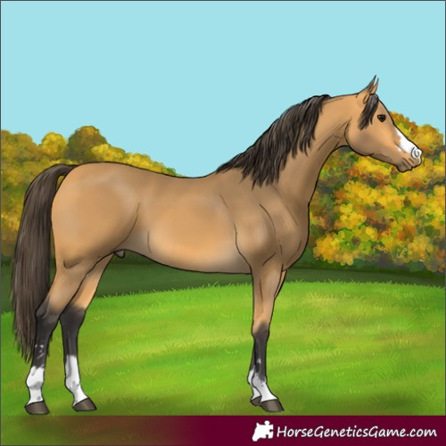 Horse Color:Buckskin 