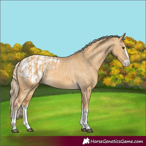 Horse Color:Palomino Dun Splash and Palomino Dun Splash Appaloosa