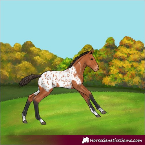 Horse Color:Bay Appaloosa 