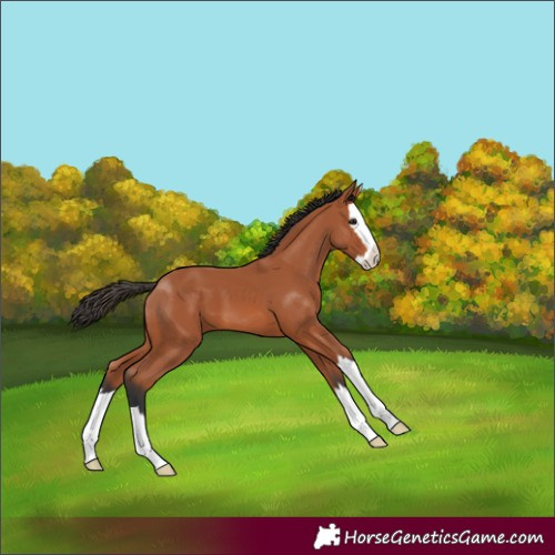 Horse Color:Bay Splash
